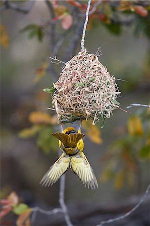 flower funny - Southern masked weaver (Ploceus velatus), male building a nest, Kruger National Park, South Africa, Africa Stock Photo - Rights-Managed, Code: 841-09077155