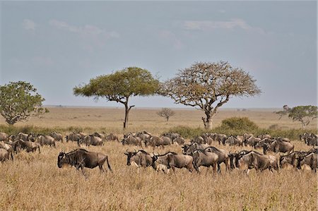 simsearch:841-03673537,k - Blue wildebeest (brindled gnu) (Connochaetes taurinus) migration, Serengeti National Park, Tanzania, East Africa, Africa Photographie de stock - Rights-Managed, Code: 841-09077242