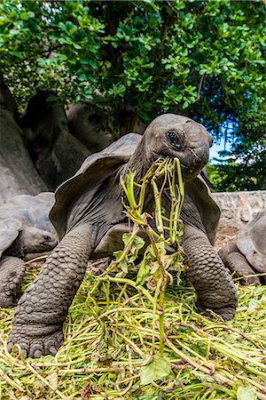 Giant Aldabra Seychelles tortoise (Aldabrachelys gigantea), Union Estate Park, La Digue, Republic of Seychelles, Indian Ocean, Africa Stock Photo - Rights-Managed, Code: 841-09077262