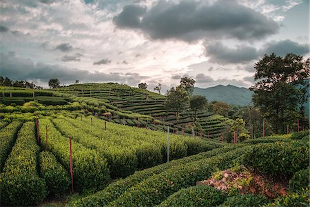 simsearch:841-08860890,k - Longjing Tea fields in the hills near West Lake, Hangzhou, Zhejiang, China, Asia Stock Photo - Rights-Managed, Code: 841-09085796