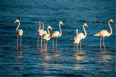 simsearch:841-06342688,k - Flamingos in the water (Phoenicopteridae), Luderitz, Namibia, Africa Stock Photo - Rights-Managed, Code: 841-09085932