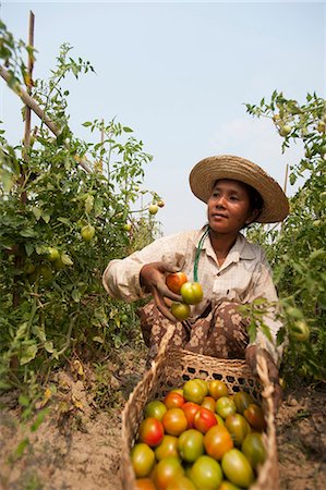 simsearch:841-07204251,k - A woman picks tomatoes near Myitkyina, Kachin State, Myanmar (Burma), Asia Stock Photo - Rights-Managed, Code: 841-09085995