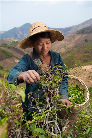 simsearch:841-07204251,k - A woman collects teas leaves in the hills surrounding Kalaw Shan State, Myanmar (Burma), Asia Stock Photo - Rights-Managed, Code: 841-09085999