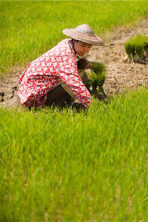 simsearch:841-07204251,k - A woman harvests young rice into bundles for replanting, Kachin State, Myanmar (Burma), Asia Stock Photo - Rights-Managed, Code: 841-09085991