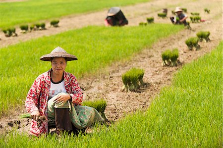 simsearch:841-07204251,k - A woman harvests young rice into bundles for replanting, Kachin State, Myanmar (Burma), Asia Stock Photo - Rights-Managed, Code: 841-09085992