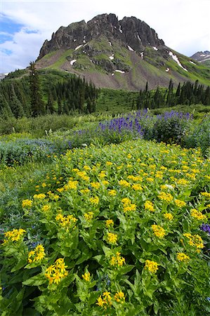 Summer wildflowers in Colorado's San Juan mountains, Colorado, United States of America, North America Stock Photo - Rights-Managed, Code: 841-09086216