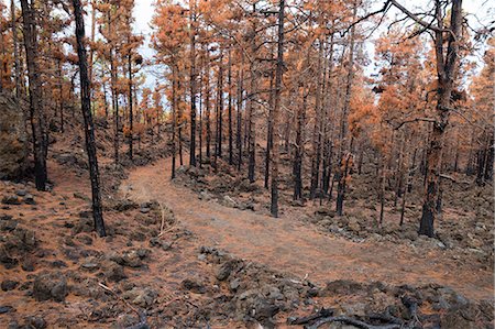 Burned Canary pine trees, La Palma Island, Canary Islands, Spain, Europe Stock Photo - Rights-Managed, Code: 841-09086336