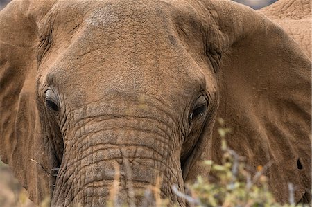 simsearch:841-02918817,k - African elephant (Loxodonta Africana), Kalama conservancy, Samburu, Kenya, East Africa, Africa Foto de stock - Con derechos protegidos, Código: 841-09086350