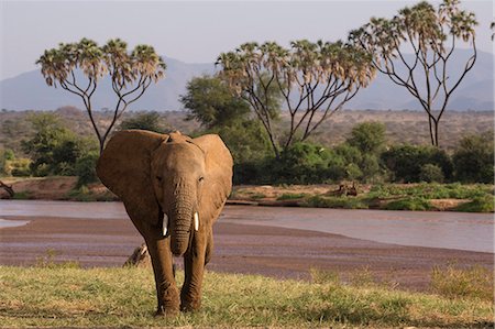simsearch:841-02918817,k - African elephant (Loxodonta Africana), Samburu, Kenya, East Africa, Africa Photographie de stock - Rights-Managed, Code: 841-09086352