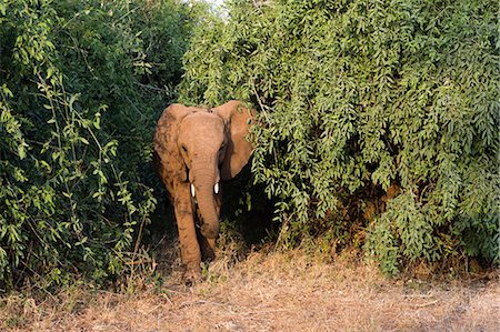 simsearch:841-02918817,k - An African elephant (Loxodonta Africana), emerges from the bush, Samburu, Kenya, East Africa, Africa Foto de stock - Con derechos protegidos, Código: 841-09086353