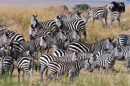 simsearch:841-03673537,k - Grant's zebras (Equus quagga boehmi) on the Mara River bank, Masai Mara, Kenya, East Africa, Africa Photographie de stock - Rights-Managed, Code: 841-09086360