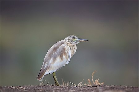 simsearch:841-07082375,k - Common squacco heron (Ardeola ralloides), Mikumi National Park, Tanzania, East Africa, Africa Photographie de stock - Rights-Managed, Code: 841-09086435