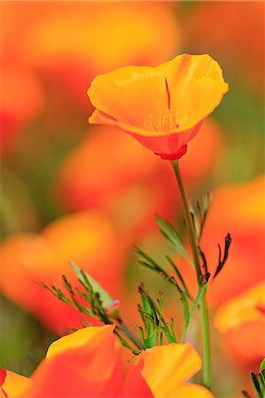 stem (botanical) - Poppy flowers, Malibu Creek State Park, Los Angeles, California, United States of America, North America Stock Photo - Rights-Managed, Code: 841-09086519