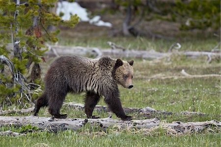 Grizzly Bear (Ursus arctos horribilis), yearling cub, Yellowstone National Park, Wyoming, United States of America, North America Stock Photo - Rights-Managed, Code: 841-09108176