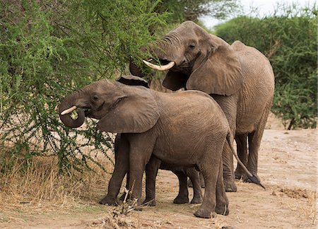 simsearch:841-07782300,k - Young elephants and their mother (Loxondonta africana) eating acacia leaves in Tarangire National Park Tanzania, East Africa, Africa Stock Photo - Rights-Managed, Code: 841-09119279