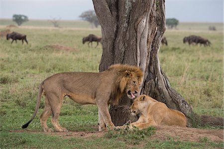 simsearch:6119-07452597,k - A male lion wooing a female (Panthera leo) before mating in Serengeti National Park, UNESCO World Heritage Site, Tanzania, East Africa, Africa Stock Photo - Rights-Managed, Code: 841-09119286