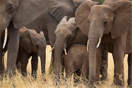 simsearch:841-07782300,k - A family of elephants (Loxondonta africana) huddled together with their young in Tarangire National Park, Tanzania, East Africa, Africa Stock Photo - Rights-Managed, Code: 841-09119281