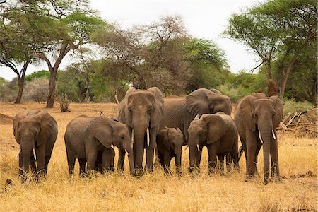 A family of elephants (Loxondonta africana) with their young standing together in Tarangire National Park, Tanzania, East Africa, Africa Foto de stock - Con derechos protegidos, Código: 841-09119282
