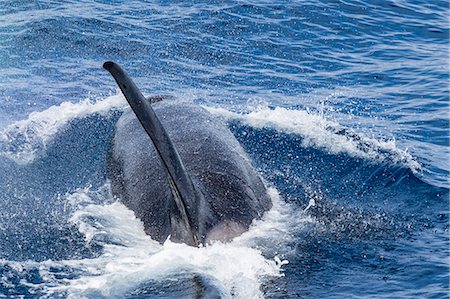 An adult bull Type D (sub-Antarctic) killer whale (Orcinus orca), surfacing in the Drake Passage, Antarctica, Polar Regions Stock Photo - Rights-Managed, Code: 841-09135067