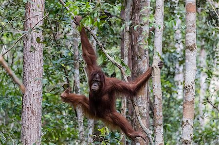 Young Bornean orangutan (Pongo pygmaeus) at Camp Leakey, Borneo, Indonesia, Southeast Asia, Asia Stock Photo - Rights-Managed, Code: 841-09135137