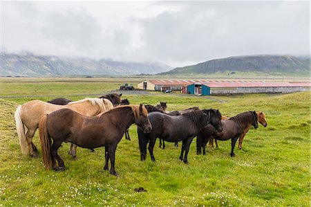 A herd of Icelandic horses on a farm on the southeast coast of Iceland, Polar Regions Stock Photo - Rights-Managed, Code: 841-09135132