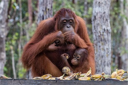 Mother and baby Bornean orangutans (Pongo pygmaeus), Buluh Kecil River, Borneo, Indonesia, Southeast Asia, Asia Stock Photo - Rights-Managed, Code: 841-09135149