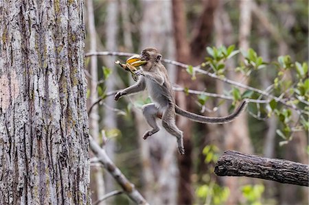 Long-tailed macaque (Macaca fascicularis), leaping with bananas, Borneo, Indonesia, Southeast Asia, Asia Stock Photo - Rights-Managed, Code: 841-09135156