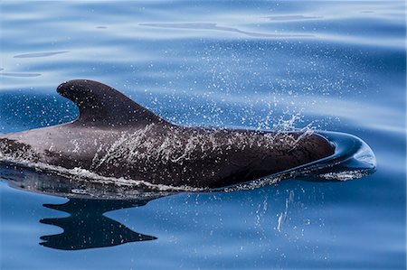 simsearch:841-06499559,k - Adult short-finned pilot whale (Globicephala macrorhynchus), surfacing near Isla Danzante, Baja California Sur, Mexico, North America Stock Photo - Rights-Managed, Code: 841-09135189