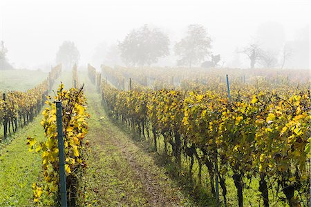 Vineyard in the mist, Uhldingen-Muhlhofen, Baden-Wurttemberg, Germany, Europe Stock Photo - Rights-Managed, Code: 841-09135289