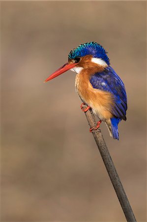 simsearch:841-07082375,k - Malachite kingfisher (Alcedo cristata), Chobe River, Botswana, Africa Photographie de stock - Rights-Managed, Code: 841-09135345