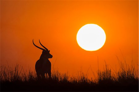 simsearch:841-07082375,k - Red lechwe (Kobus lechwe) male at sunset, Chobe National Park, Botswana, Africa Photographie de stock - Rights-Managed, Code: 841-09135349