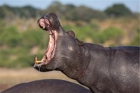 simsearch:841-07082375,k - Hippo (Hippopotamus amphibius) yawning, Chobe National Park, Botswana, Africa Photographie de stock - Rights-Managed, Code: 841-09135359