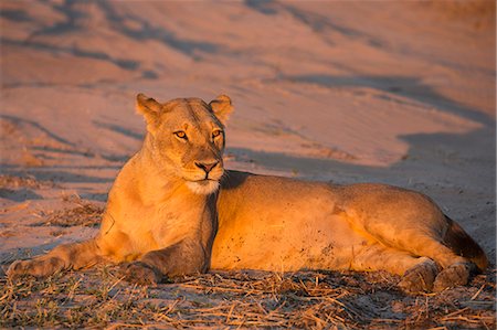 simsearch:841-07082375,k - Lioness (Panthera leo), Chobe National Park, Botswana, Africa Photographie de stock - Rights-Managed, Code: 841-09135365