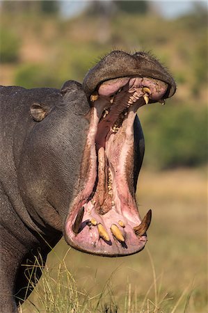 simsearch:841-07082375,k - Hippo (Hippopotamus amphibius) yawning, Chobe National Park, Botswana, Africa Photographie de stock - Rights-Managed, Code: 841-09135360