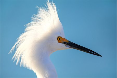 simsearch:841-03674388,k - Portrait of Snowy Egret (Egretta thula) against blue sky, United States of America, North America Stock Photo - Rights-Managed, Code: 841-09147464