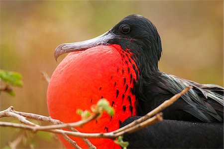 simsearch:841-03674388,k - Male Magnificent Frigatebird (Fregata magnificens) with inflated gular sac, North Seymour Island, Galapagos National Park, Ecuador, South America Stock Photo - Rights-Managed, Code: 841-09147475