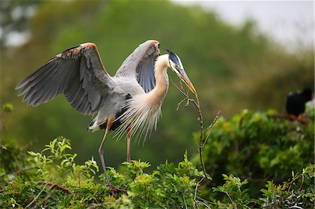 Great Blue Heron (Ardea herodias), the largest North American heron, with nesting material in its beak, United States of America, North America Photographie de stock - Rights-Managed, Code: 841-09147484