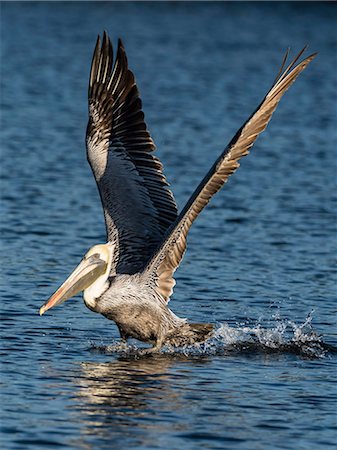 rivers in usa - Adult brown pelican (Pelecanus occidentalis) taking flight on the Homosassa River, Florida, United States of America, North America Stock Photo - Rights-Managed, Code: 841-09154999