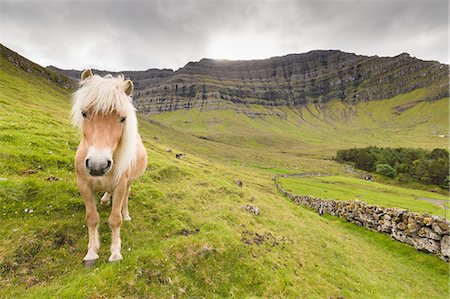 Horse in green meadows, Kunoy Island, Nordoyar, Faroe Islands, Denmark, Europe Foto de stock - Con derechos protegidos, Código: 841-09155019