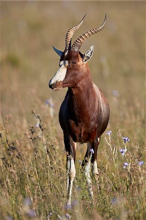 Blesbok (Damaliscus pygargus phillipsi), male, Mountain Zebra National Park, South Africa, Africa Stockbilder - Lizenzpflichtiges, Bildnummer: 841-09155135