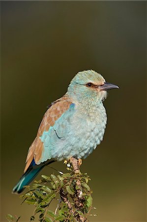 perched - European Roller (Coracias garrulus), Kruger National Park, South Africa, Africa Stock Photo - Rights-Managed, Code: 841-09155215