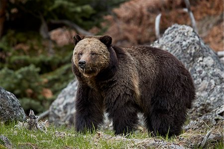 simsearch:841-07913862,k - Grizzly Bear (Ursus arctos horribilis), Yellowstone National Park, UNESCO World Heritage Site, Wyoming, United States of America, North America Stock Photo - Rights-Managed, Code: 841-09155237