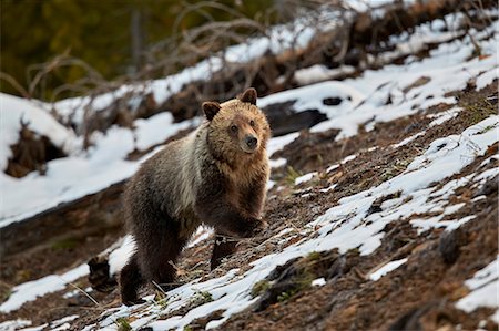 Grizzly Bear (Ursus arctos horribilis), yearling cub, Yellowstone National Park, UNESCO World Heritage Site, Wyoming, United States of America, North America Stock Photo - Rights-Managed, Code: 841-09155239