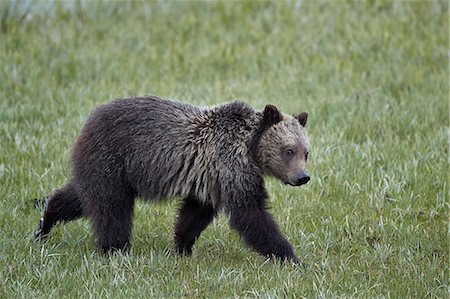 Grizzly Bear (Ursus arctos horribilis), yearling cub, Yellowstone National Park, Wyoming, United States of America, North America Stock Photo - Rights-Managed, Code: 841-09155247