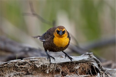 Yellow-headed Blackbird (Xanthocephalus xanthocephalus), female, Lac Le Jeune Provincial Park, British Columbia, Canada, North America Foto de stock - Con derechos protegidos, Código: 841-09155249