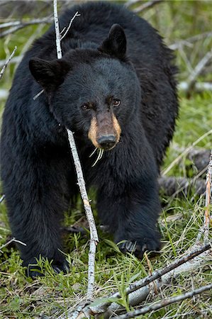 simsearch:841-07913862,k - Black Bear (Ursus americanus), Yellowstone National Park, Wyoming, United States of America, North America Stock Photo - Rights-Managed, Code: 841-09155240
