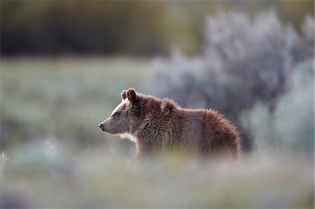 Grizzly Bear (Ursus arctos horribilis), yearling cub, Yellowstone National Park, UNESCO World Heritage Site, Wyoming, United States of America, North America Stock Photo - Rights-Managed, Code: 841-09155241