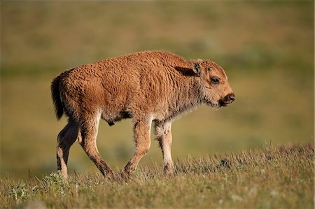 simsearch:841-07913862,k - Bison (Bison bison) calf, Yellowstone National Park, Wyoming, United States of America, North America Stock Photo - Rights-Managed, Code: 841-09155243