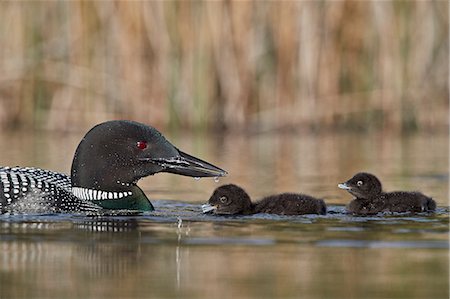 simsearch:841-03674388,k - Common Loon (Gavia immer) adult and two chicks, Lac Le Jeune Provincial Park, British Columbia, Canada, North America Stock Photo - Rights-Managed, Code: 841-09155254