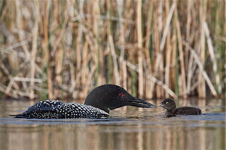 simsearch:841-03674388,k - Common Loon (Gavia immer) adult feeding a chick, Lac Le Jeune Provincial Park, British Columbia, Canada, North America Stock Photo - Rights-Managed, Code: 841-09155251